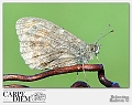 Robertino_Radovix-2013-0515-Macro (46)